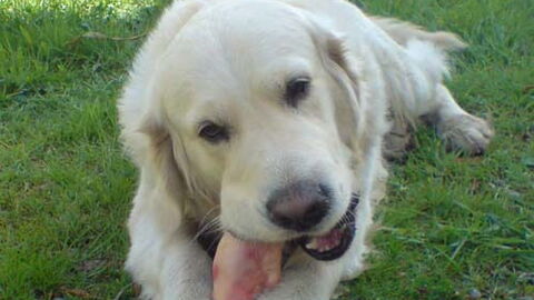 Golden Retriever