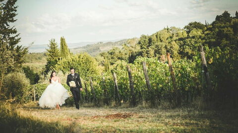 Fattoria di Quercia al Poggio, vignoble