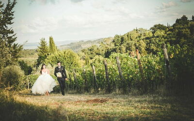 Fattoria di Quercia al Poggio, vignoble