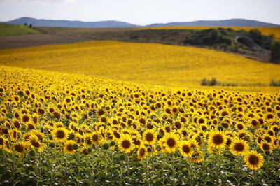 Tournesols autour de Villa Agata