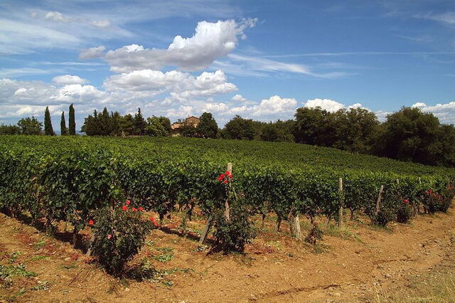 Un vignoble à Montalcino