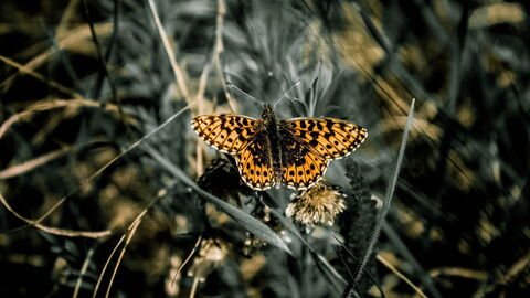 papillon