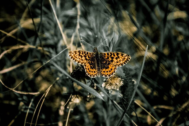 papillon