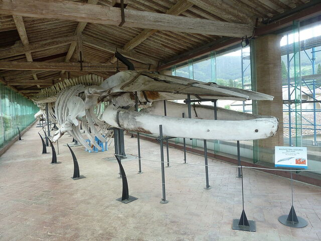 Muséum d'histoire naturelle, squelette de baleine
