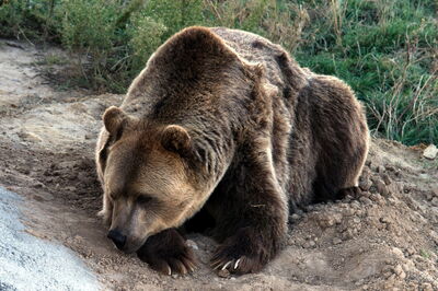 Un Ours Brun