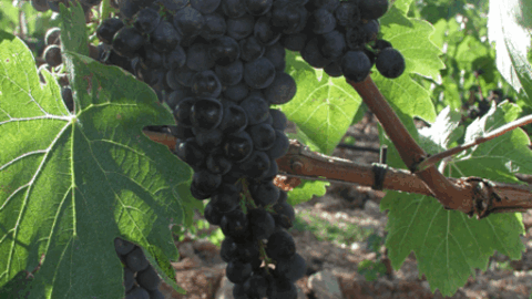 Les fameuses vignes de Scansano