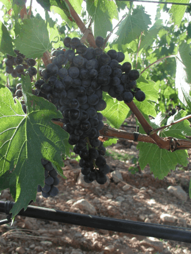Les fameuses vignes de Scansano
