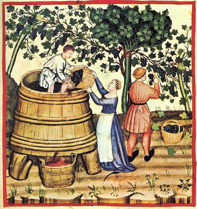 Image médiévale de vendanges
