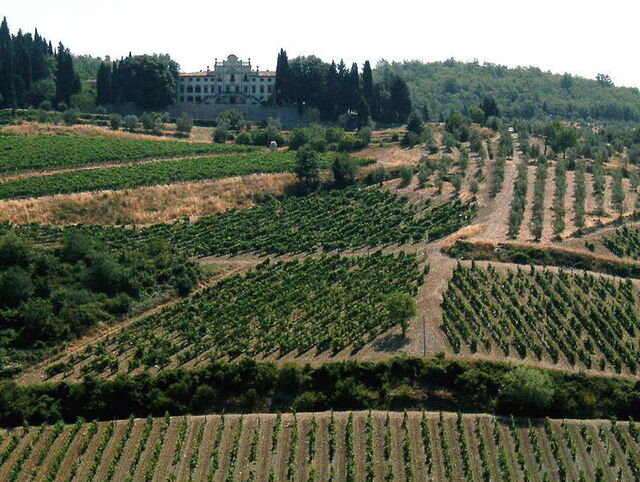 Vue des vignobles de Chianti