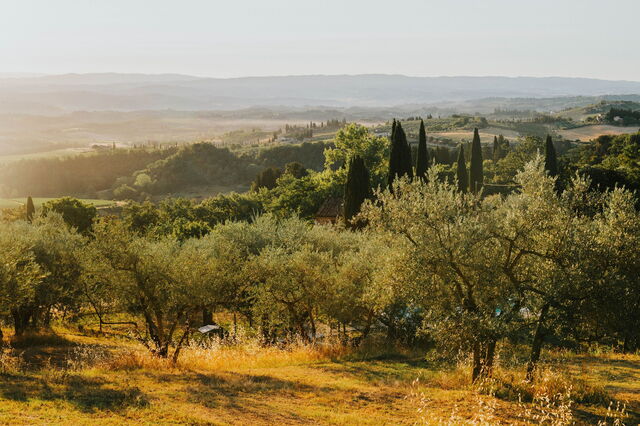 oliveraies de Toscane
