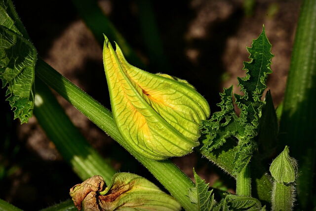 fleur de courgette