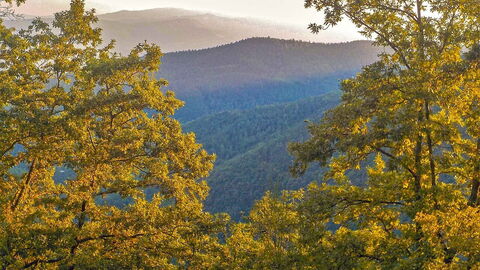 forêts du Casentino