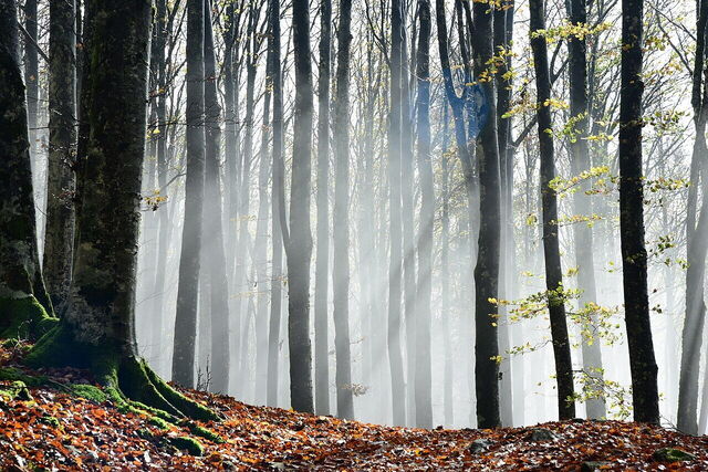 Arbres dans les forêts du Casentino