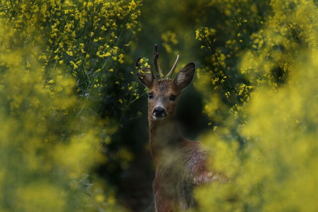 cerf