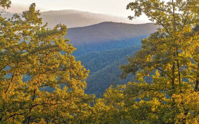 forêts du Casentino