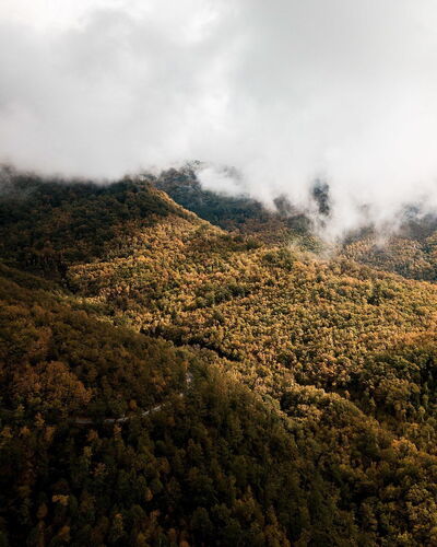Les bois de Vallombrosa