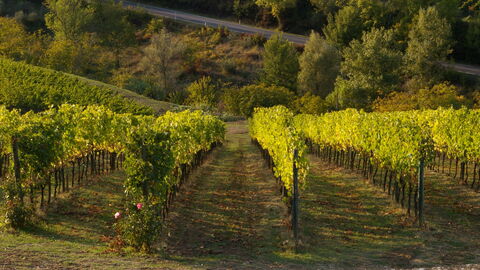 Un vignoble en Chianti