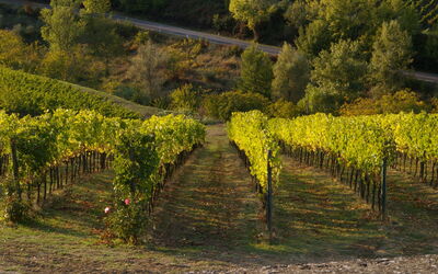 Un vignoble en Chianti