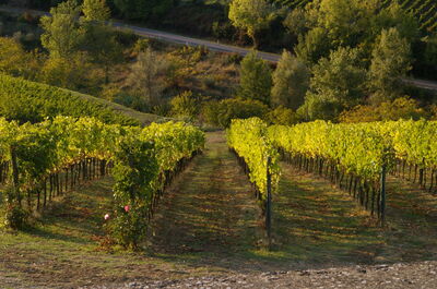 Un vignoble en Chianti