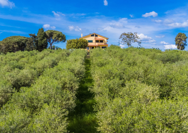 Podere La Maestà, vignoble