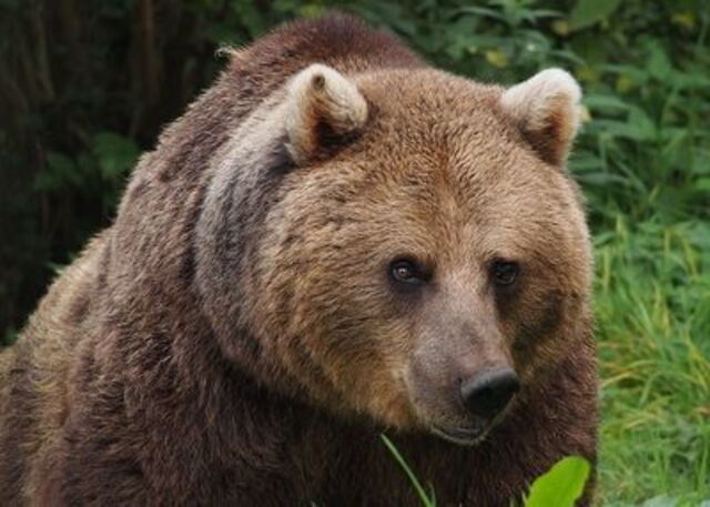ours brun