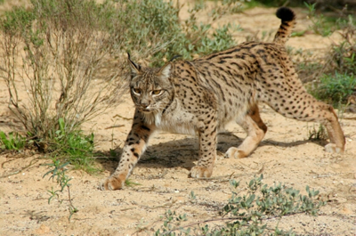 lynx