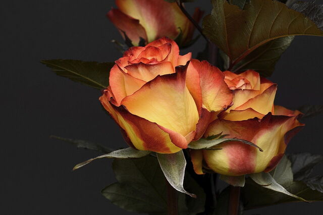 rose