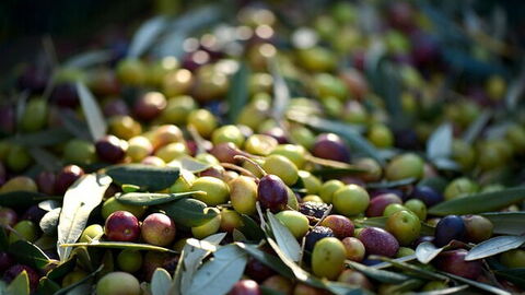 Olives fraîches