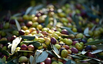 Olives fraîches