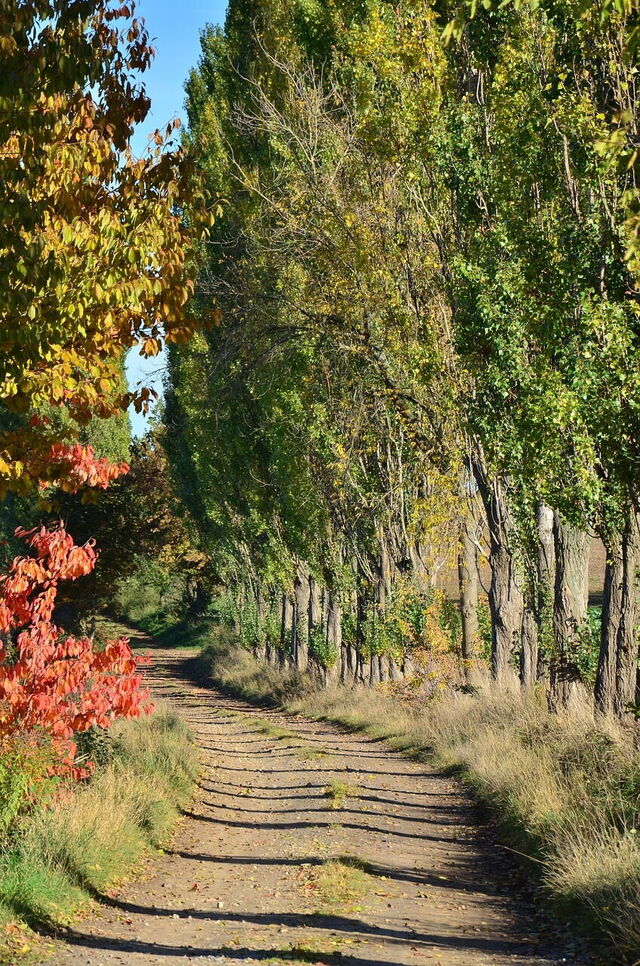 Feuilles d'automne en Toscane