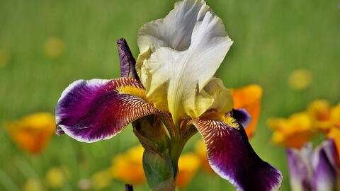 iris