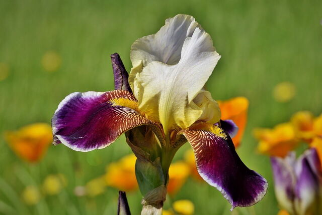 iris