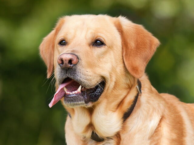 Labrador-retriever