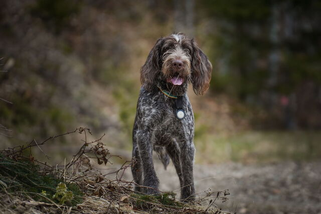 chien de chasse aux truffes
