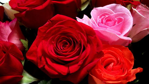 roses