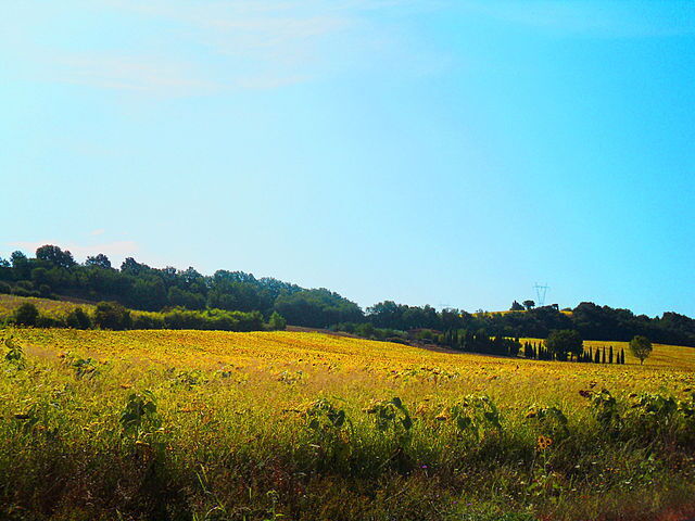 Champs de tournesols à proximité Civitella