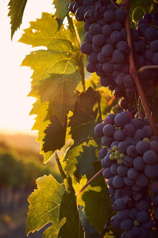 Un vignoble en Toscane