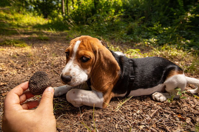 chien truffier
