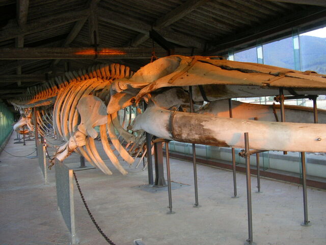 Chartreuse Monumentale de Calci, Musée d'Histoire Naturelle