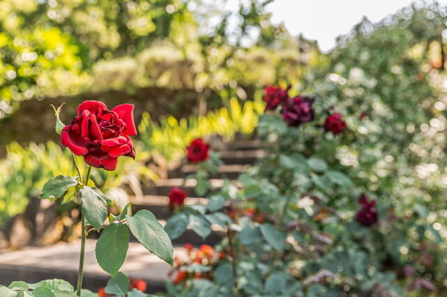 jardin de la Torre del Cielo