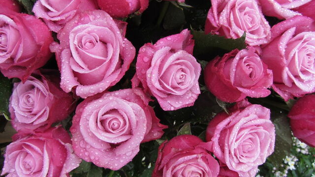 roses