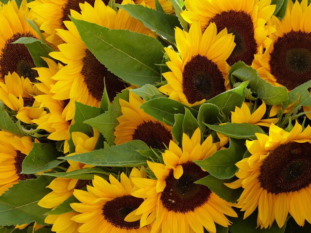 tournesols