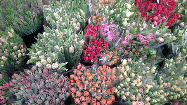 tulipes