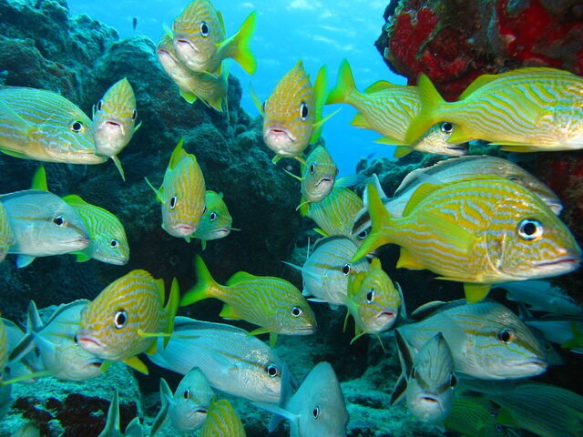 Poissons