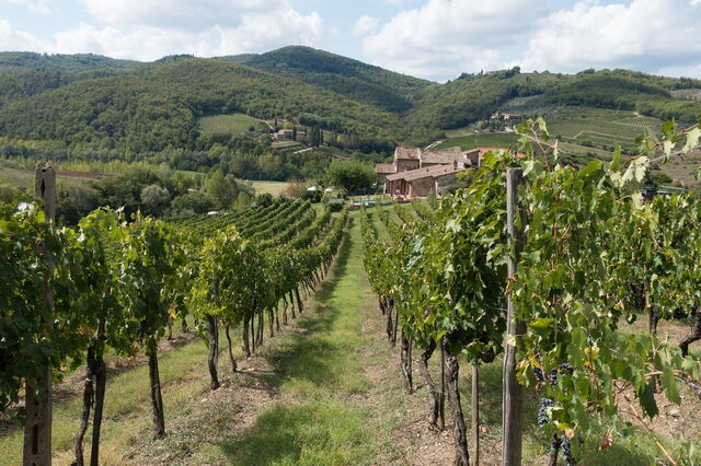 Un vignoble dans le Chianti