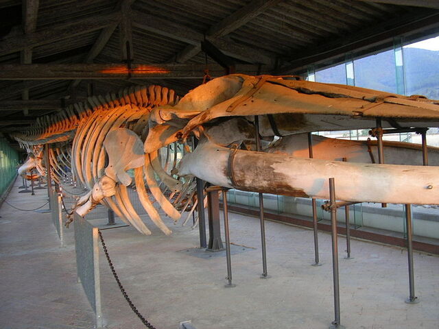 Un squelette de baleine dans le musée de la chartreuse de Calci