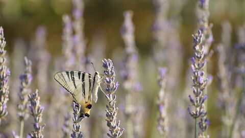 Un papillon sur de la lavande à Pise
