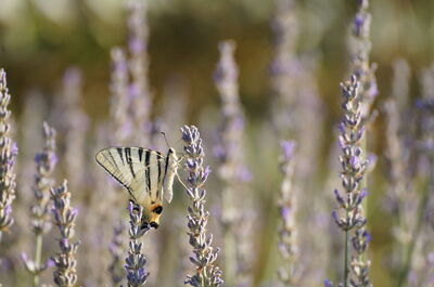 Un papillon sur de la lavande à Pise
