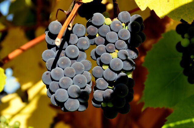 Des vignes en Toscane