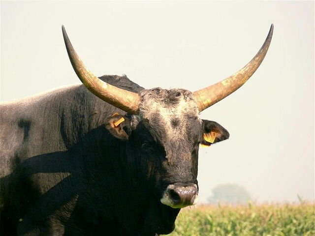 Un taureau Maremme
